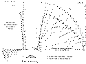 Lilienthal aerodynamics.gif (15077 bytes)